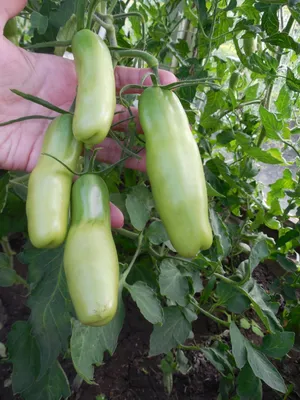 Сорт томатов Дамский угодник: характеристики и агротехника выращивания