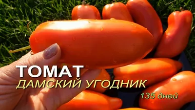 Томату ДАМСКИЙ УГОДНИК 135 дней! Обзор сортов ТОМАТОВ! - YouTube