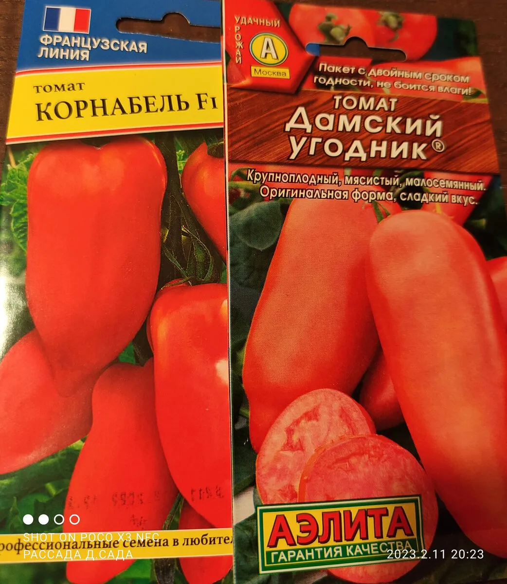 Томат сорт дамский угодник. Семена по 4 рубля.