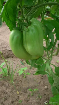Цены на помидоры в Тюмени - 25 июля 2023 - 72.ru