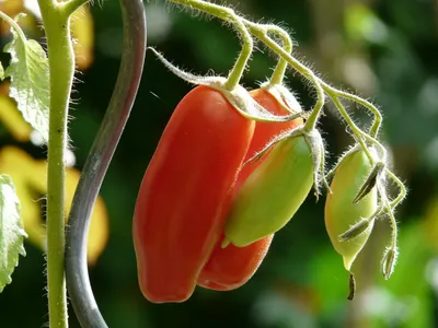 Сорт томатов Дамский угодник: характеристики и агротехника выращивания