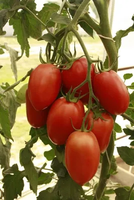 Как выбрать 5 сортов томатов, которых хватит для всего | На грядке  (Огород.ru)