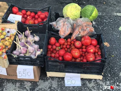 5 сортов томатов для засолки и салатов – отличный урожай даже в холодное  лето! | На грядке (Огород.ru)