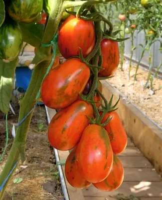 Набор семян томатов Гавриш 19069336 купить в интернет-магазине Wildberries
