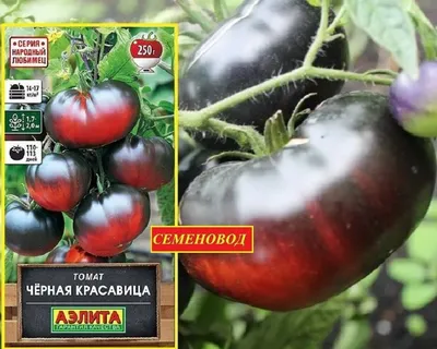 Набор семян томатов Гавриш 19069336 купить в интернет-магазине Wildberries