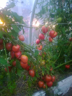 Pomidorai (jaucio sirdis) | Harvest, Vegetables, Tomato