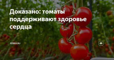 Семена Томат розовый «Де Барао» по цене 25 ₽/шт. купить в Москве в  интернет-магазине Леруа Мерлен