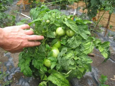 Демидов - Урожайный штамбовый низкорослый среднеплодный сорт