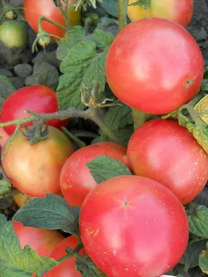 Семена Алтая Семена томатов Демидов низкорослые для открытого грунта