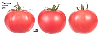 Семена томатов : Семена томат Демидов