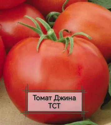 Томат Джина