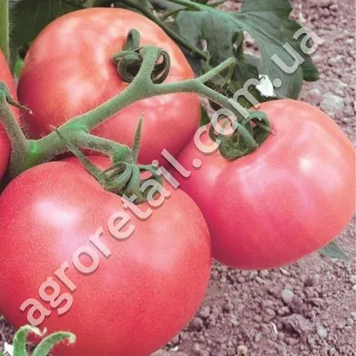 Томат Фаворит 0.15 г Gl Seeds (ID#437037794), цена: 5.60 ₴, купить на  Prom.ua