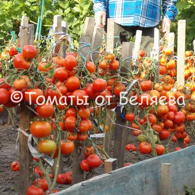 Томат Высокорослый РОЗОВЫЙ ФЛАМИНГО [0,1г]: продажа, цена в Киеве. Семена и  рассада овощных культур от \"Zelen'\" - 497529325