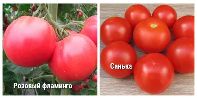 Томат Розовый фламинго – изумительного вкуса сладкие плоды