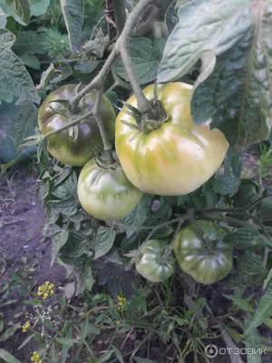 РОЗОВЫЙ ФЛАМИНГО - семена томатов 0.2 г, 4.00 грн.