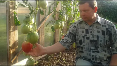 Томат \"Поиск\" Розовый фламинго 0,1г — купить по низкой цене на Яндекс  Маркете