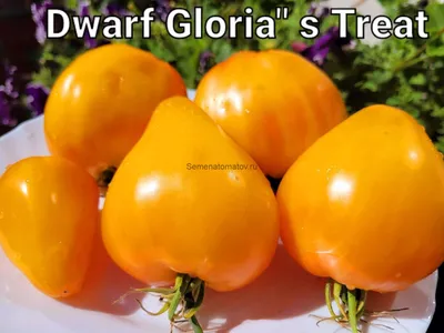 Dwarf Gloria's Treat Tomato Гном Угощение Глории — Семена Томатов