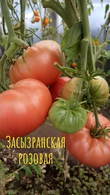 Знаменитые сызранские томаты - нежная сахарная мякоть, чудесный вкус  детства! | Хозяйство Салминых | Дзен