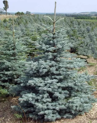 Купить Ель колючая Глаука (супер блю) Picea pungens Glauca (SBS) С3 40-60 -  Садовый центр «Любимый сад»