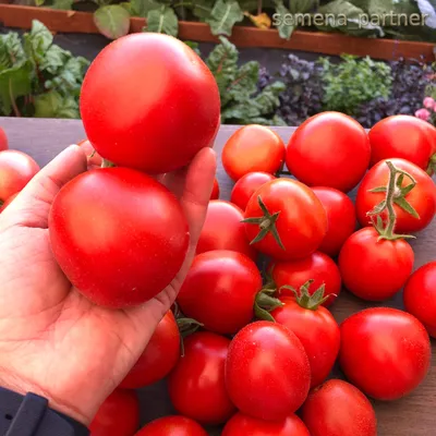 Томат \"Золотые Молнии\" описание, фото, ОТЗЫВЫ(98), купить.