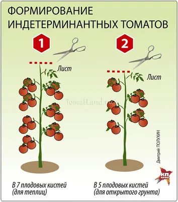 Томат Интуиция F1 - семена овощей купить купить в Киеве, заказать в Украине  почтой, цены, каталог