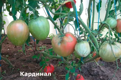 Гном Кардинал Маура ( Dwarf Maura's Cardinal, США, Австралия)