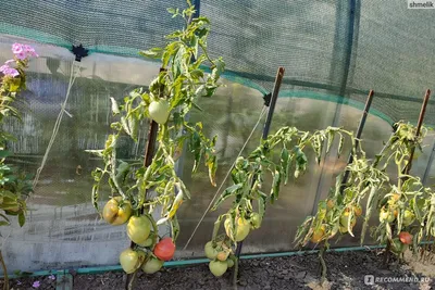 Проверено и рекомендуется - помидоры в грядках-коробах - Good Harvest |  Семена | Удобрения | Средства защиты растений