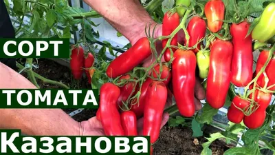 Казанова - Интернет-магазин семян