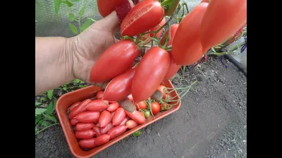 Сеньор Помидор. Делимся опытом. - Форум Гродно