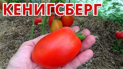 Томат Кенигсберг 0.1 г Gl Seeds (ID#521617784), цена: 7 ₴, купить на Prom.ua