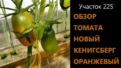 Семена Томата Золотой Кенигсберг. Купить с доставкой по РФ почтой.