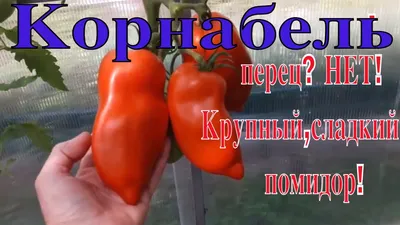 Томат Корнабель порадовал вкусом и урожаем! Сорта томатов.ТопСад - YouTube