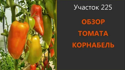 Томат Корнабель. Урожайный перцевидный гибрид! - YouTube