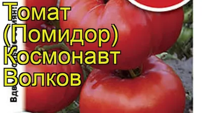 Семена Томат \"Космонавт Волков\" набор 1, 3, 5 уп купить по цене 20.5 ₽ в  интернет-магазине KazanExpress