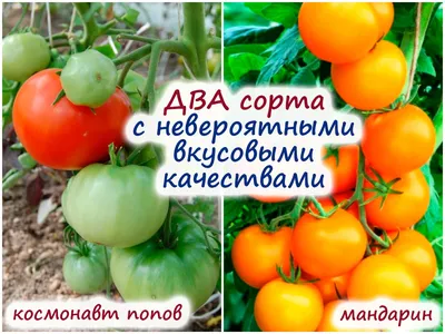 Урожайные сорта томатов: высокоурожайные сорта помидоров - Agro-Market