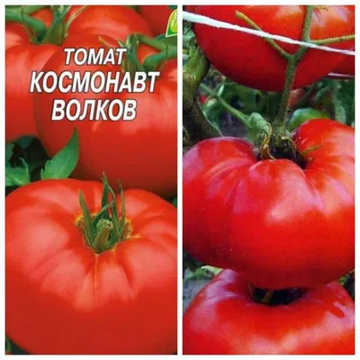 Семена Томат \"Космонавт Волков\" набор 1, 3, 5 уп купить по цене 20.5 ₽ в  интернет-магазине KazanExpress