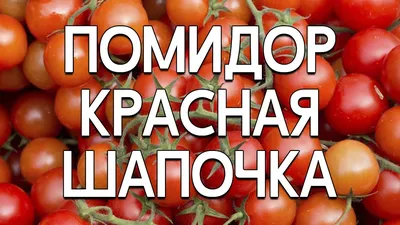 Помидоры Красная шапочка: описание сорта. Рассказываю про тонкости  культивирования | Огородные шпаргалки | Дзен