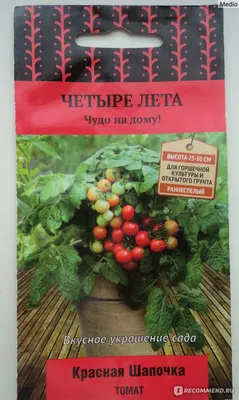 Семена томата Четыре лета \"Красная шапочка\" - «Помидоры \"Красная Шапочка\"  на балконе. Правда, чудо! » | отзывы