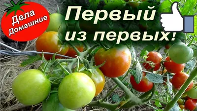 Заказать семена томата Черри Кроха с доставкой курьером, почтой, Европочтой  (бесплатно) в 110 городах!