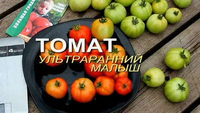 Томат Кудрявый малыш, 20 шт. Авторская селекция, купить в интернет магазине  Seedspost.ru