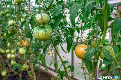 Что нужно делать, чтобы помидоры быстрее покраснели и были вкусными: советы  эксперта - 17 июля 2021 - e1.ru