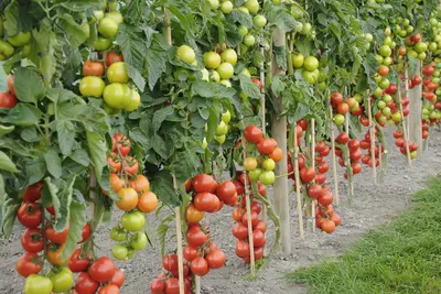 Огурцы и помидоры на шпалерах | Шпалеры, Садоводство, Огород