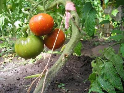 Как растут мои помидоры? На шпалере, конечно!