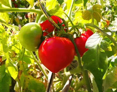 Как подвязывать помидоры в теплице и открытом грунте | 🌿Школа садоводов ▷  Марии В. | Дзен