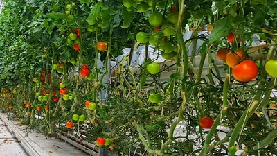teplici-policarbonat.ru - теплицы, садовые качели, автонавесы - Выращиваем  помидоры (томаты) в теплице Выращивание помидоров в теплице из  поликарбоната дает лучшие результаты по урожайности. Во-первых, в теплице  достигаются оптимальные условия для ...