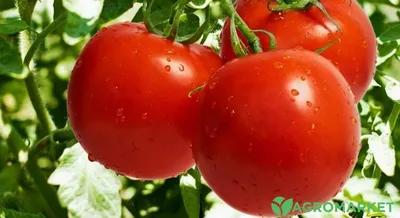 Как правильно выращивать огурцы, помидоры и перцы в теплице