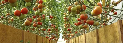 Проблемы с помидорами: что делать и как лечить томаты в домашних условиях