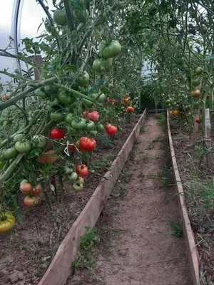 Выращивание томатов в открытом грунте на шпалере: я поняла, что это для нас  - реально. | Приусадебный журнал | Дзен