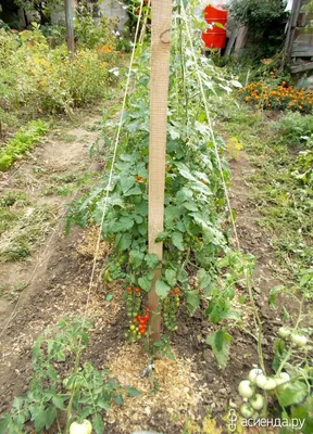 Выращивание томатов без полива по методу Казарина | На грядке (Огород.ru)