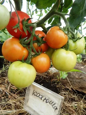 Как правильно подвязывать помидоры - три способа | Life